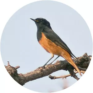 True redstarts