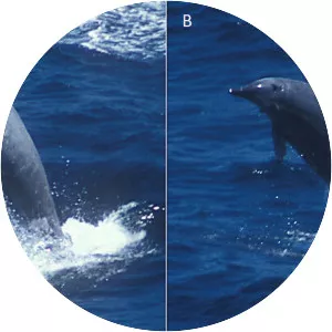 True's beaked whale
