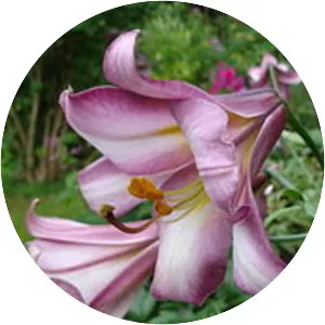 Trumpet and Aurelian hybrids