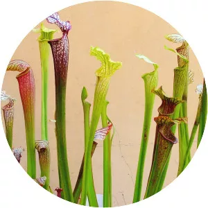 Trumpet pitchers - Plants