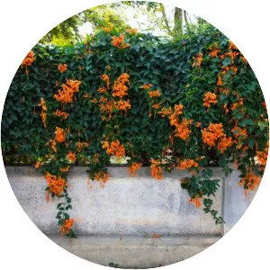 Trumpet vine