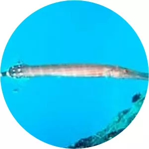 Trumpetfish - Fish