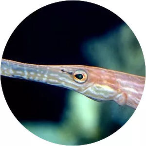 Trumpetfishes