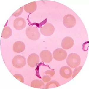 Trypanosoma - 