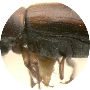 Trypodendron lineatum - 