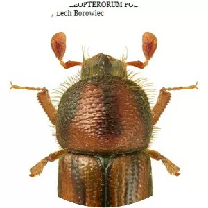 Trypodendron