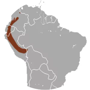 Tschudi's slender opossum