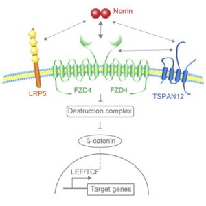 TSPAN12 - 