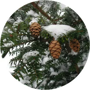 Tsuga diversifolia - 