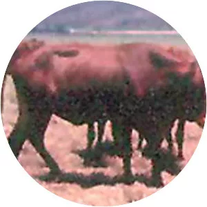 Tswana cattle