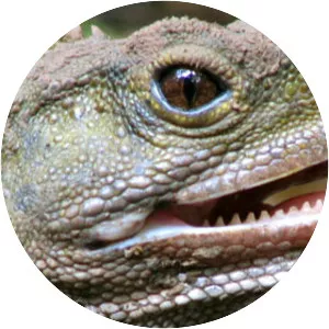 Tuatara - Reptile