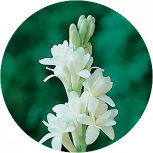 Tuberose - Plants