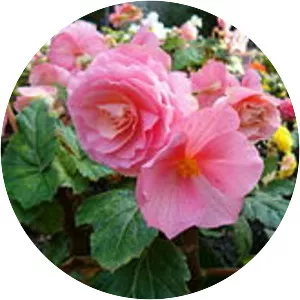 Tuberous begonias