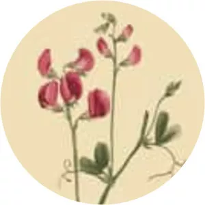 Tuberous pea