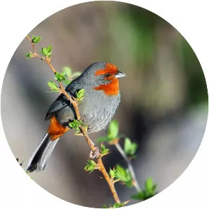 Tucuman Mountain Finch