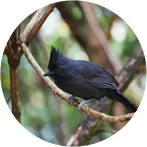 Tufted antshrike - Bird