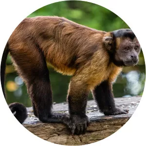 Tufted capuchin