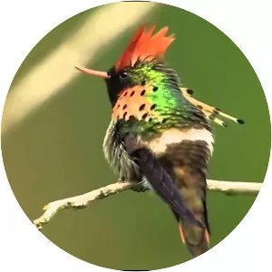 Tufted coquette