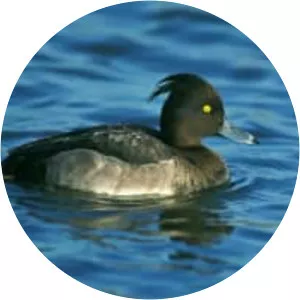 Tufted duck - Birds
