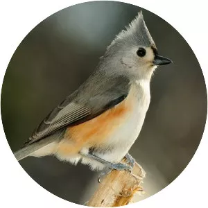 Tufted titmouse