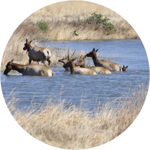 Tule Elk State Reserve