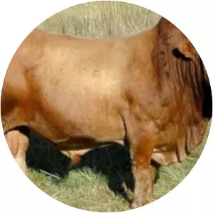 Tuli cattle