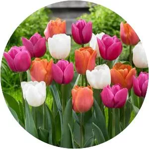 Tulip