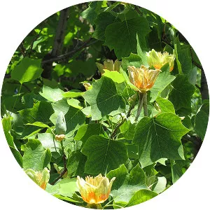 Tulip tree