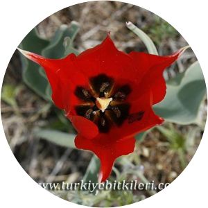 Tulipa agenensis