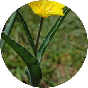 Tulipa altaica - Plant