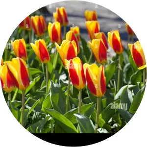 Tulipa kaufmanniana