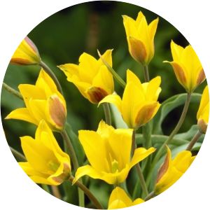 Tulipa kolpakowskiana