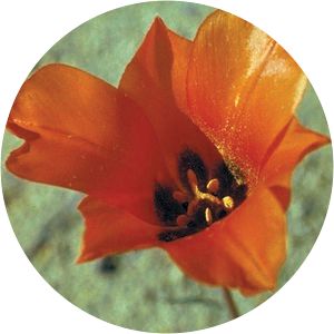 Tulipa lehmanniana - Plant