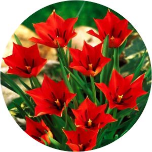 Tulipa linifolia