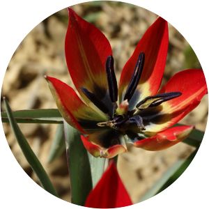 Tulipa orphanidea