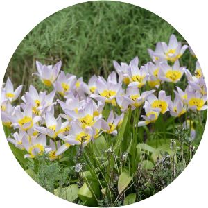 Tulipa saxatilis