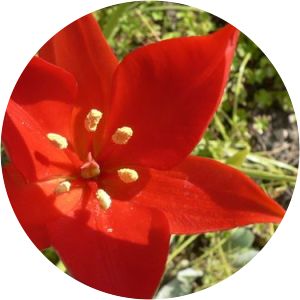 Tulipa sprengeri
