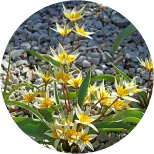 Tulipa tarda - 