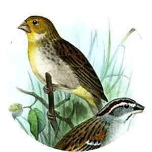 Tumbes sparrow - 