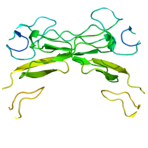 Tumor necrosis factor receptor 1 - 