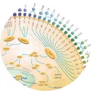 Tumor necrosis factor superfamily - Protein