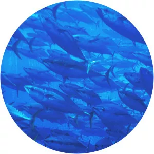 Tuna WarsSince 2007