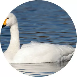 Tundra swan