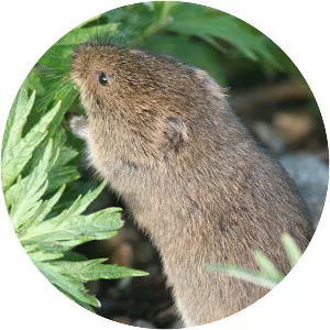 Tundra vole
