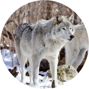 Tundra wolf