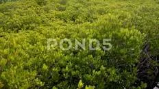 Tung Prong Thong (Golden Meadow) - 