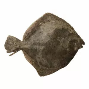 Turbot