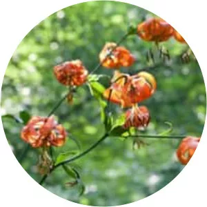 Turk's-cap lily
