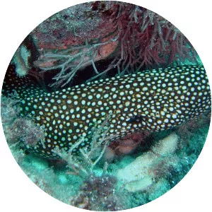 Turkey moray - Fish