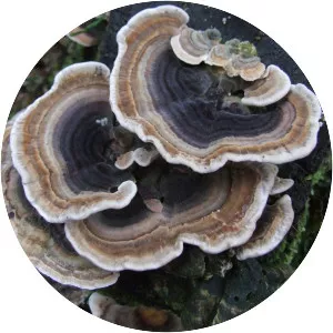 Turkey tail